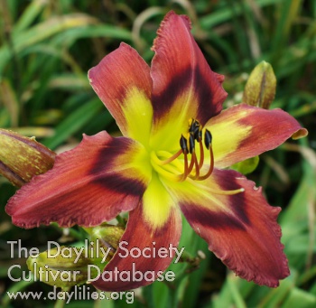Daylily Burnin' Down the Town